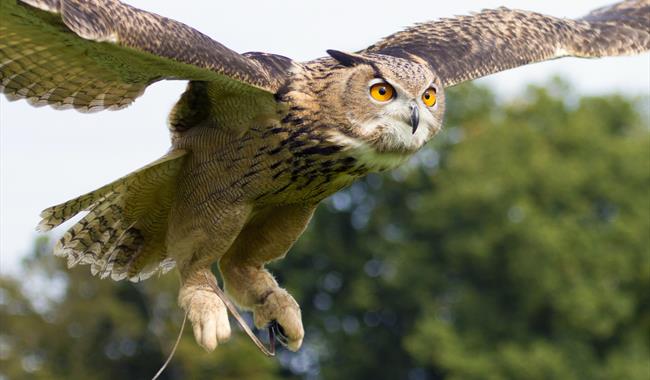 bird of prey mid flight