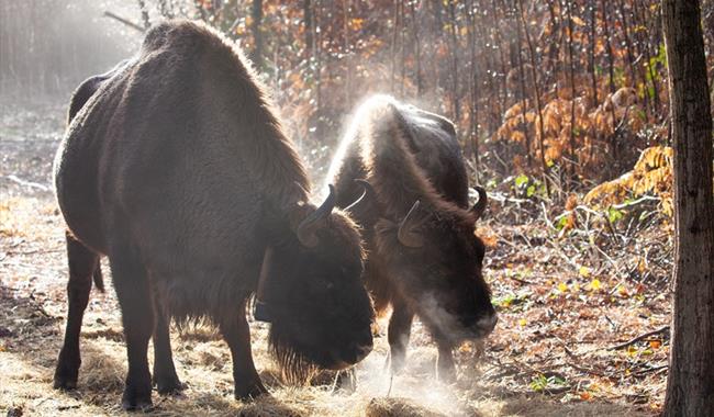 Bison Ranger Experience - Kent Wildlife Trust
