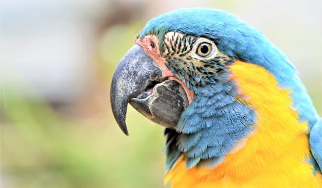 Blue Throated Macaw