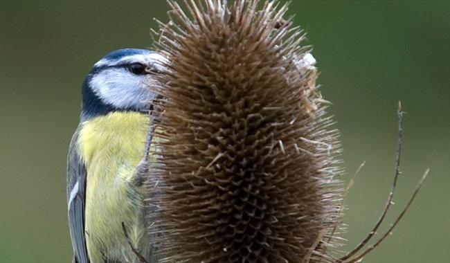 Make a Bird Feeder