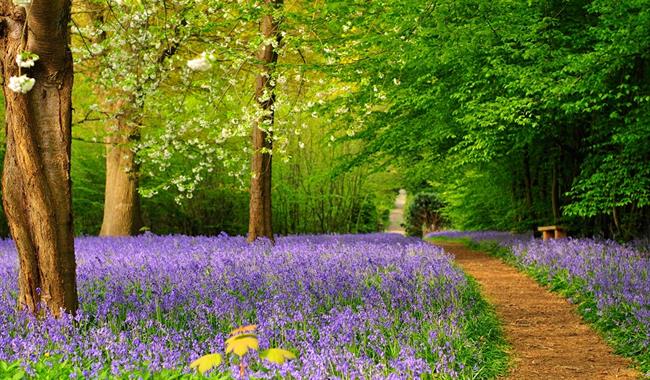 bluebells in woods