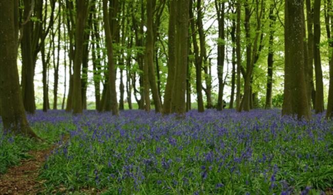Bluebells at Foxholes Nature Reserve