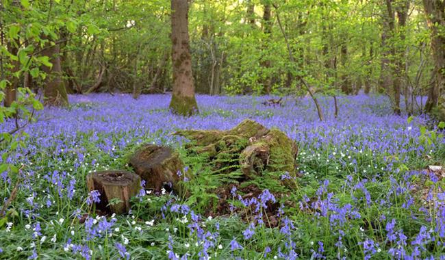 Arlington Bluebell Walk