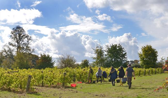 Brightwell Vineyard in Oxfordshire