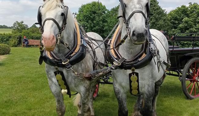 Heavy Horses Used in Traditional Farming