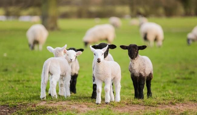 Celebrate Springtime at Odds Farm Park