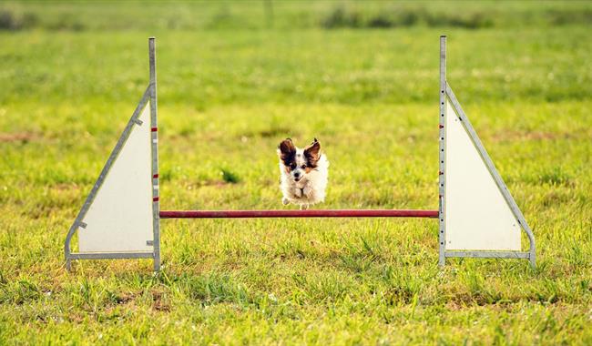 Paw Fest Event at Betteshanger Country Park
