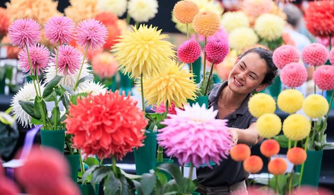 Dahlia display
