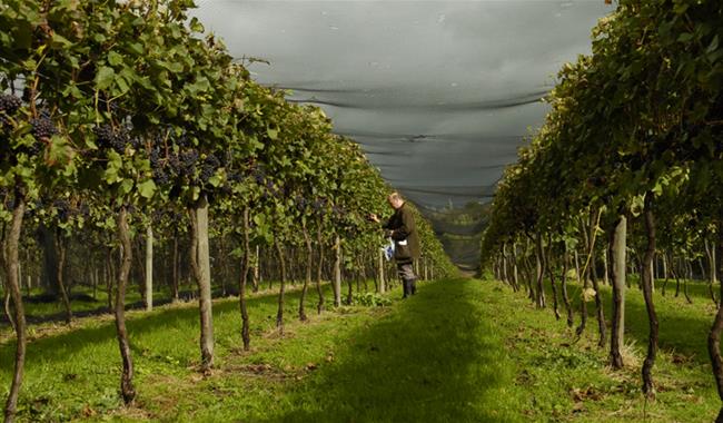 The Chapel Down Winery
