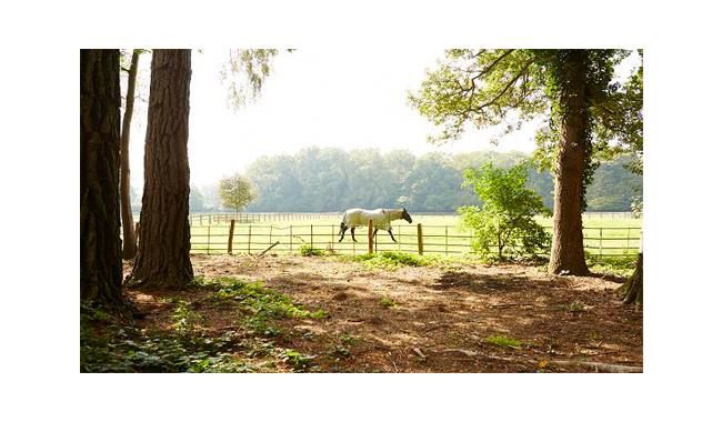 Checkendon Equestrian Centre