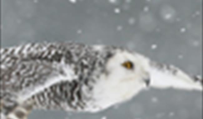 Owl in flight