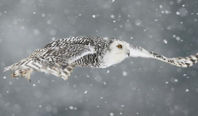 a snowy owl flying through snowfall