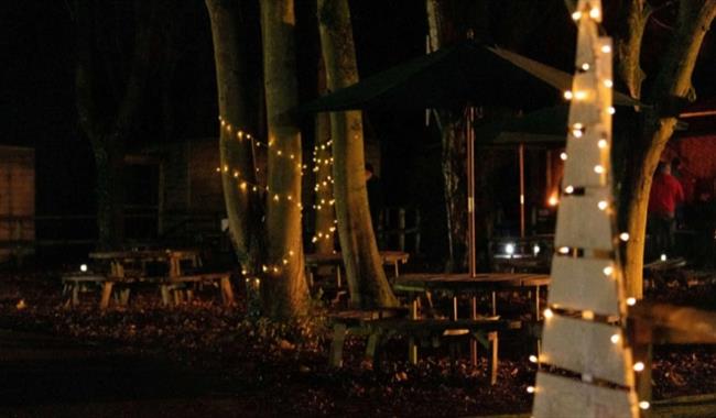 a woodland scene lit up by fairy lights wrapped around the trees