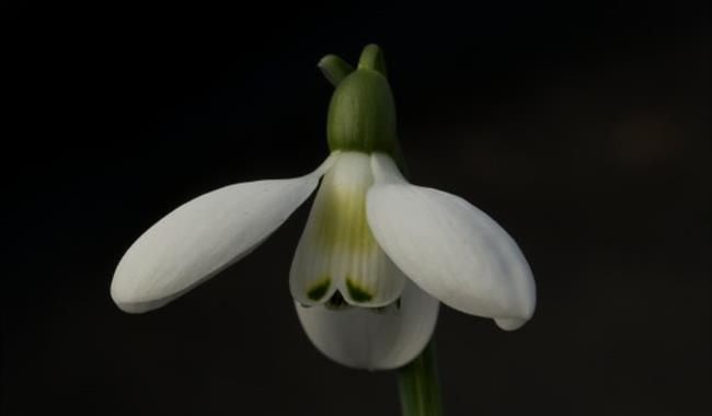 Snowdrop & Spring Plant Fair at Kingston Bagpuize House and Gardens