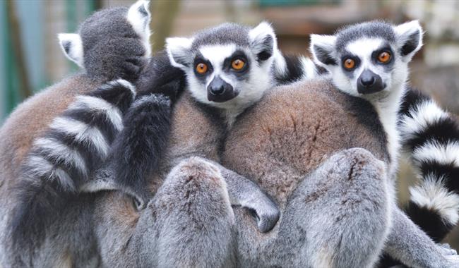 Close Encounter Lemur Experience at Drusillas Park near Eastbourne