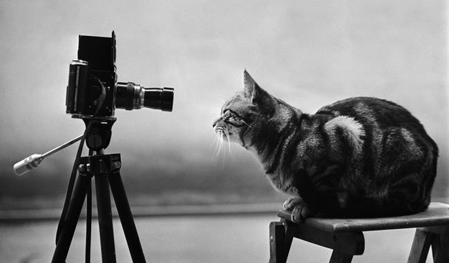 Black and white photographs showing a cat being photographed in a studio