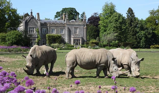 Cotswold Wildlife Park rhinos