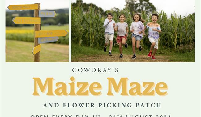 Cowdray's Maize Maze and Sunflower Picking Patch