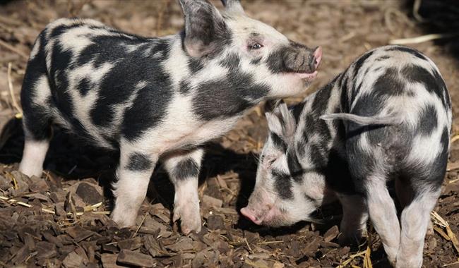 Cute Pigletts at Kent Heritage Farm Park