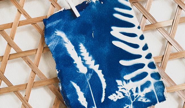 Cyanotype Printmaking
