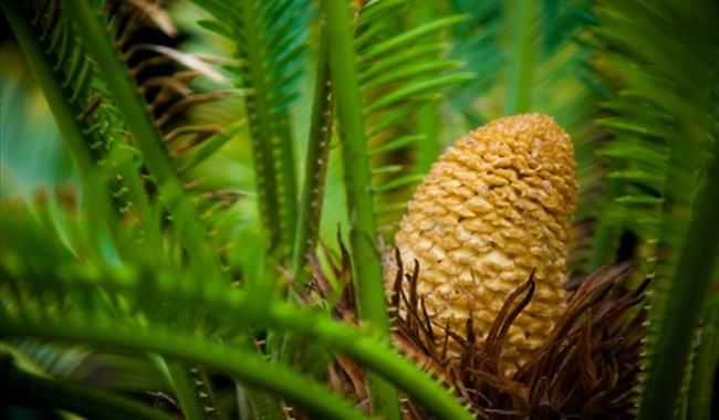 Prehistoric Plants at Ventnor Botanic Garden