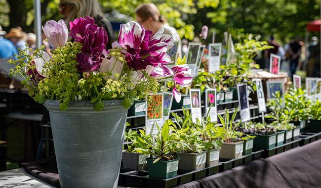 Plant Fair at Borde Hill