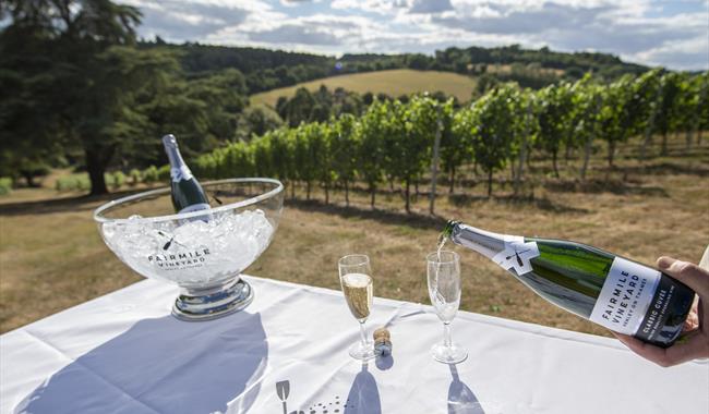 Sparkling wine poured in vineyard