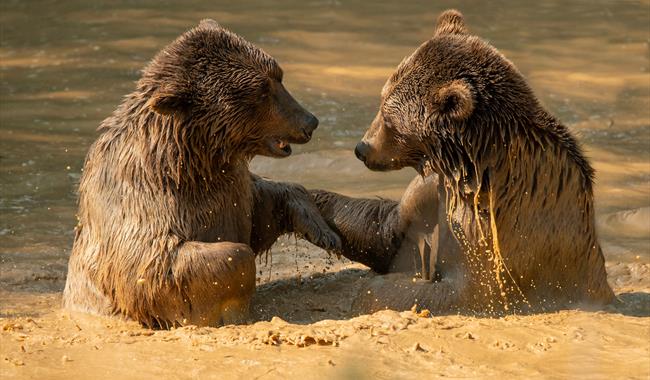 Bear Photography Workshops at Wildheart Animal Sanctuary
