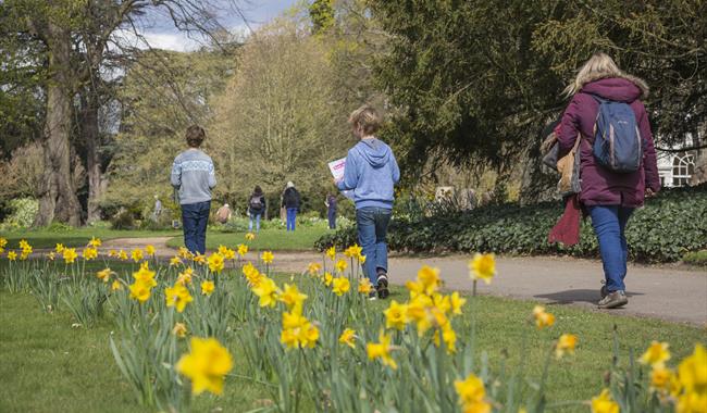 Daffodils in the garden where children are enjoying an Easter Trail