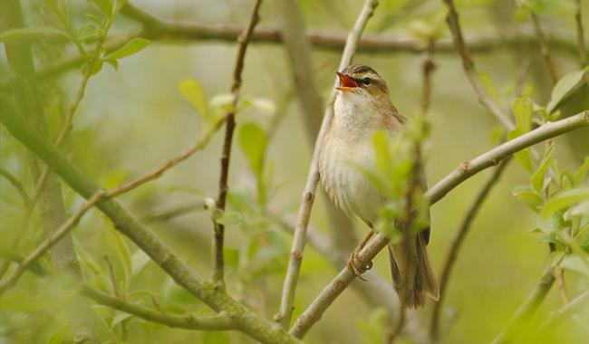 Reed warbler singing