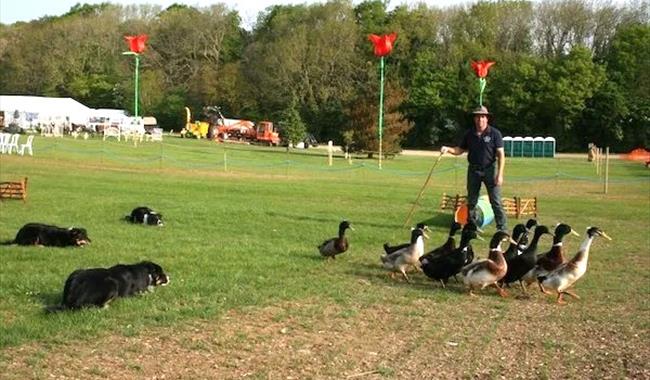 Flock of ducks and three collie dogs herding