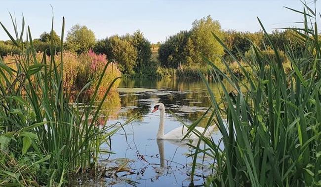 Dorney Wetlands in Slough, Berkshire - image credit Becca_zimbali
