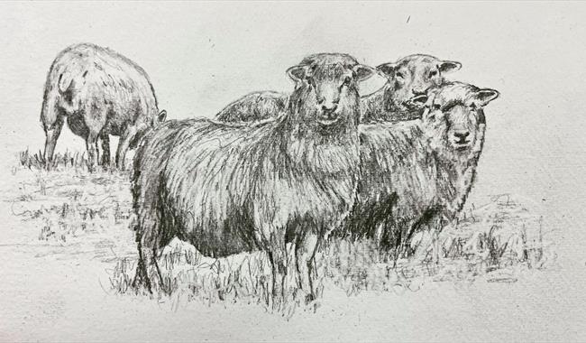 Sheep in a field