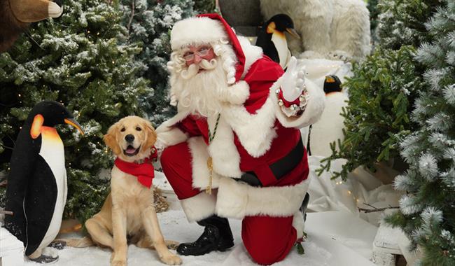 Festive Santa Paws 2024