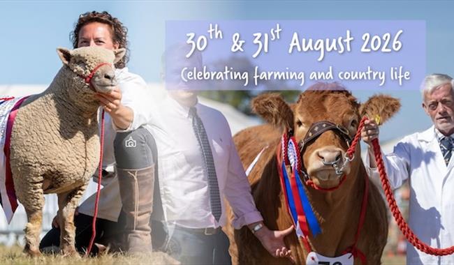 Prize winning sheep and cattle with their handlers showing winning rosettes at the Edenbridge & Oxted Showd