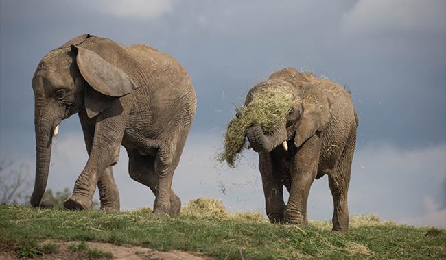 Half Term Days Out at Howletts Wild Animal Park - Outdoor Event /  Activities in Nr Canterbury, Kent - Visit South East England