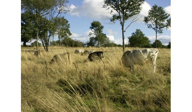 Epsom Common