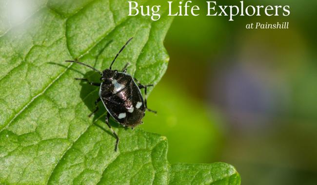 Bug Hunting at Painshill