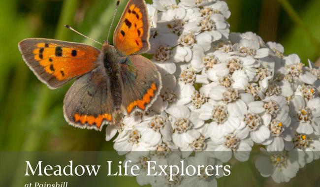Meadow Life at Painshill