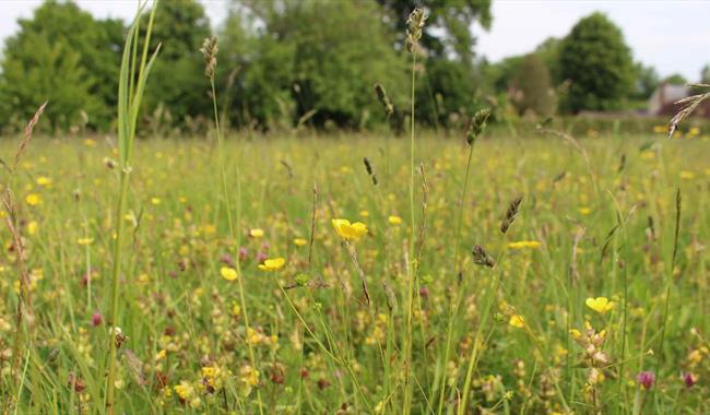 Wildflower Meadow