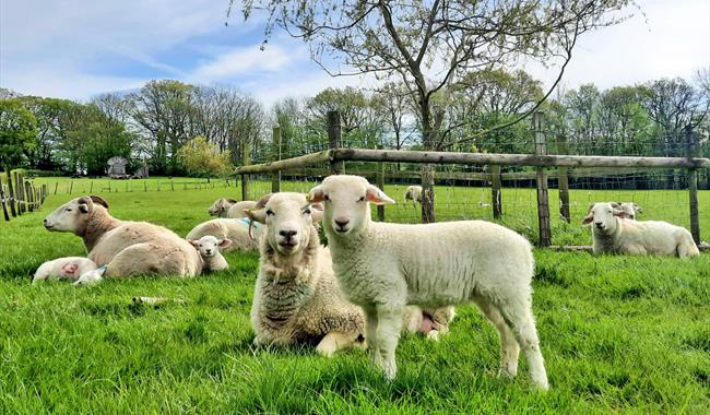 sheep with lambs in a grass field