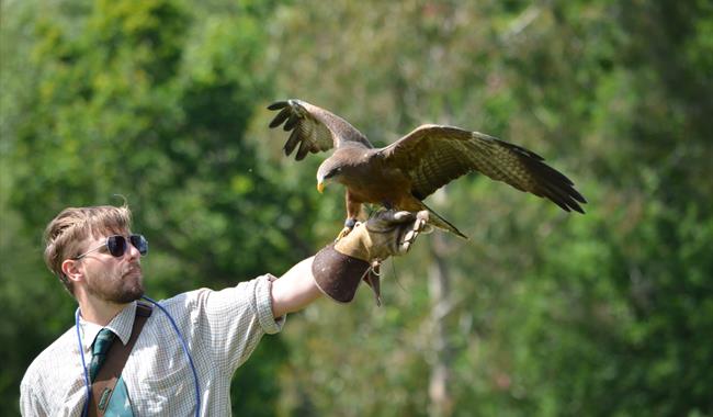 Falconry Display