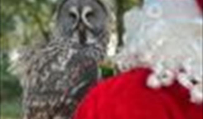 Father Christmas with Owl