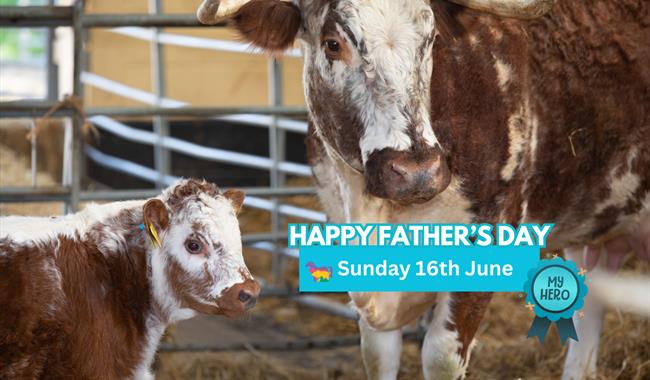 A cow and calf with the words Fathers day Sunday 16th June