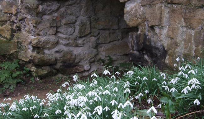 February Snowdrops at Waterperry Gardens
