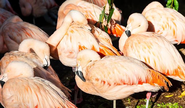 Flamingos at Birdworld