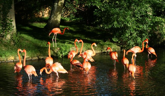 Flamingos at Birdland