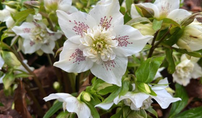 Horticultural Garden Tours