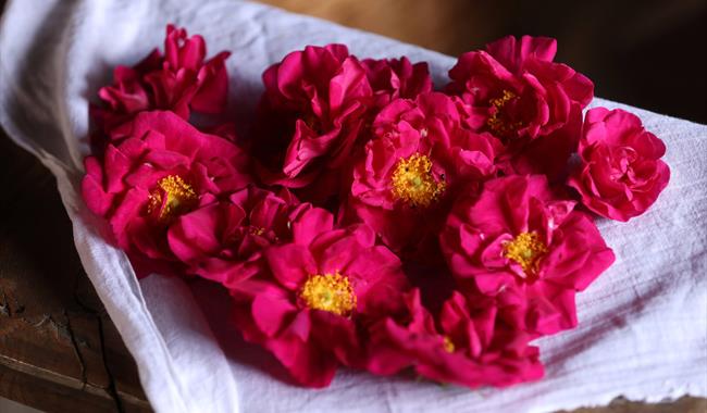 Flower Power at Weald & Downland Living Museum