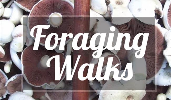 Foraging Walks